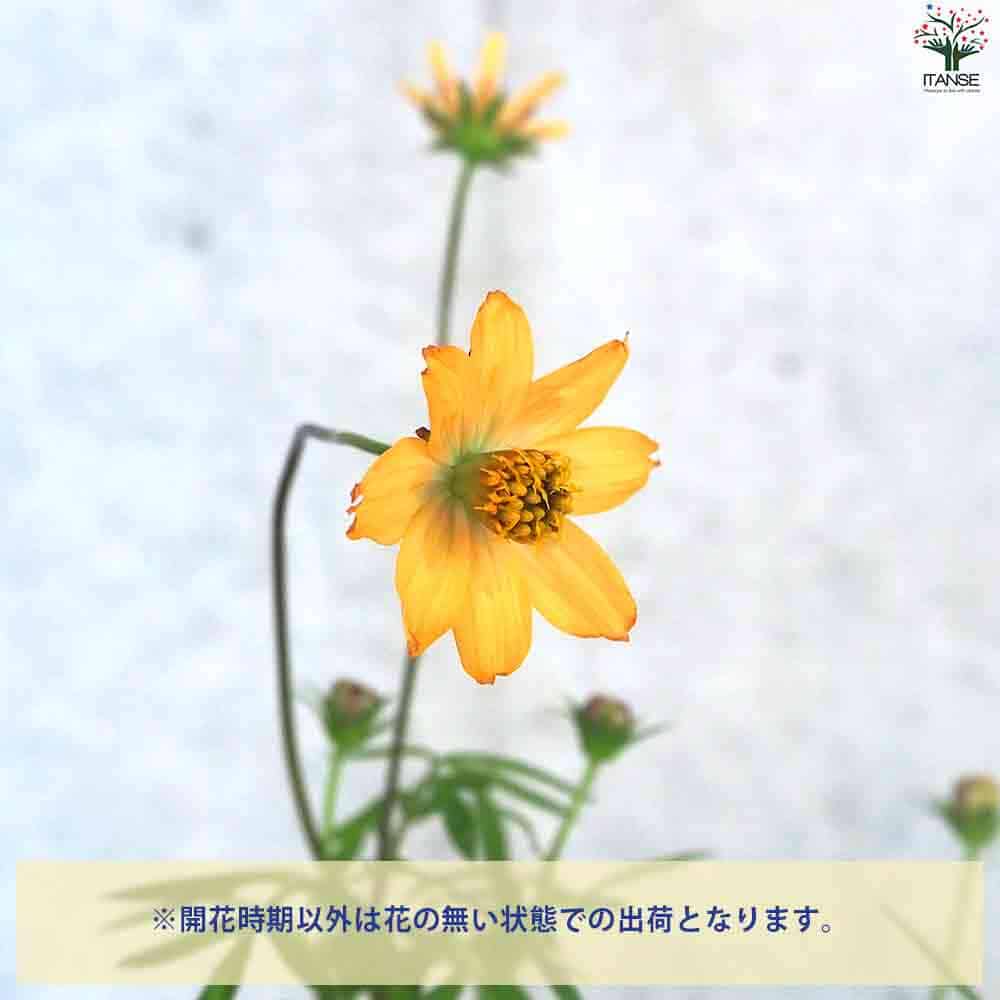 チョコレートコスモス アワユキ 【花苗 3号ポット】｜ 【植物の