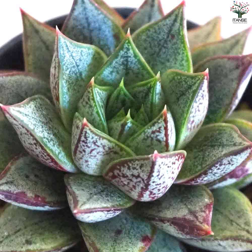 R*！様 紫式部　プルプソルムホワイトフォーム　エケベリアセット　札付き　サボテ エケベリア パープソルム・ホワイトフォーム 【多肉植物 2.5号鉢／1個