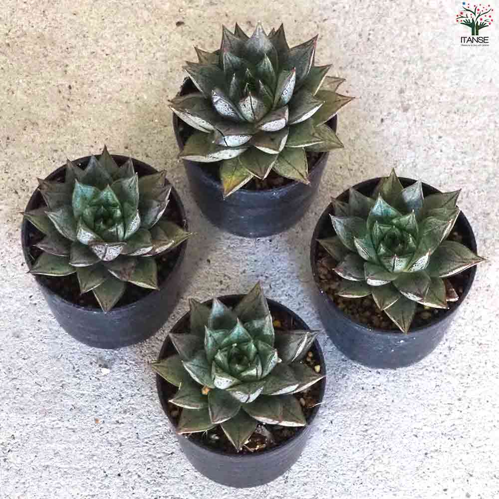 エケベリア パープソルム・ホワイトフォーム 【多肉植物 2.5号鉢／1個