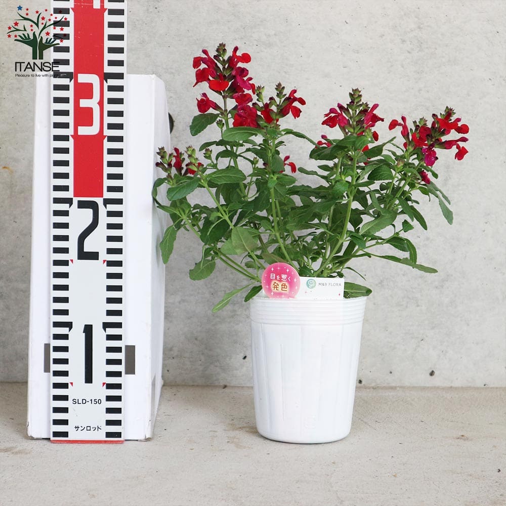 チェリーセージ・ミラージュ・チェリーレッド(グレギー種)【花苗 3.5号ポット 多年草】