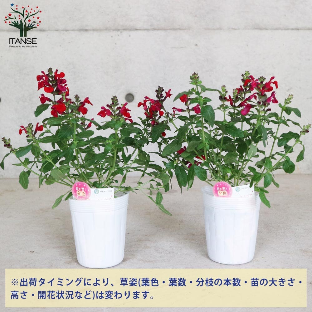 チェリーセージ・ミラージュ・チェリーレッド(グレギー種)【花苗 3.5号ポット 多年草】