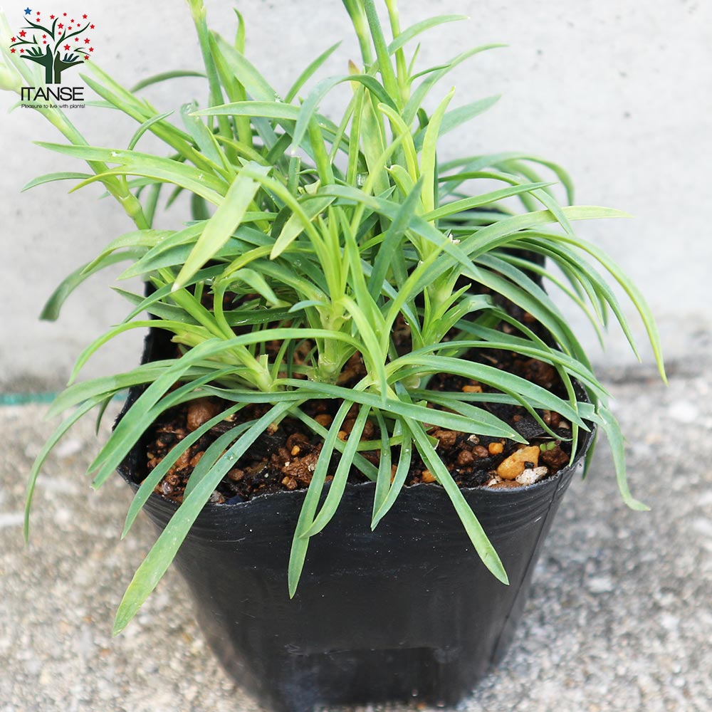 薔薇咲き四季咲き芳香性なでしこ・スイートティアラ【花苗 3号ポット