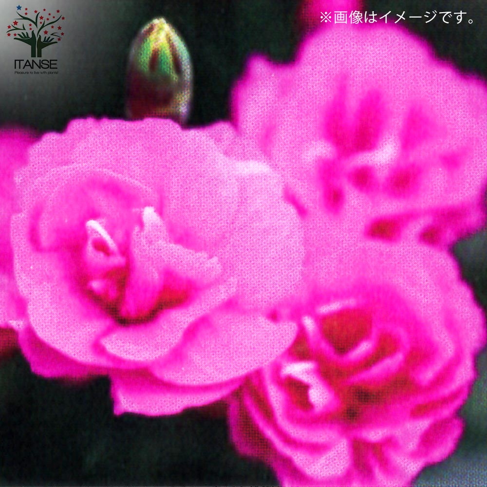 薔薇咲き四季咲き芳香性なでしこ・スイートティアラ【花苗 3号ポット