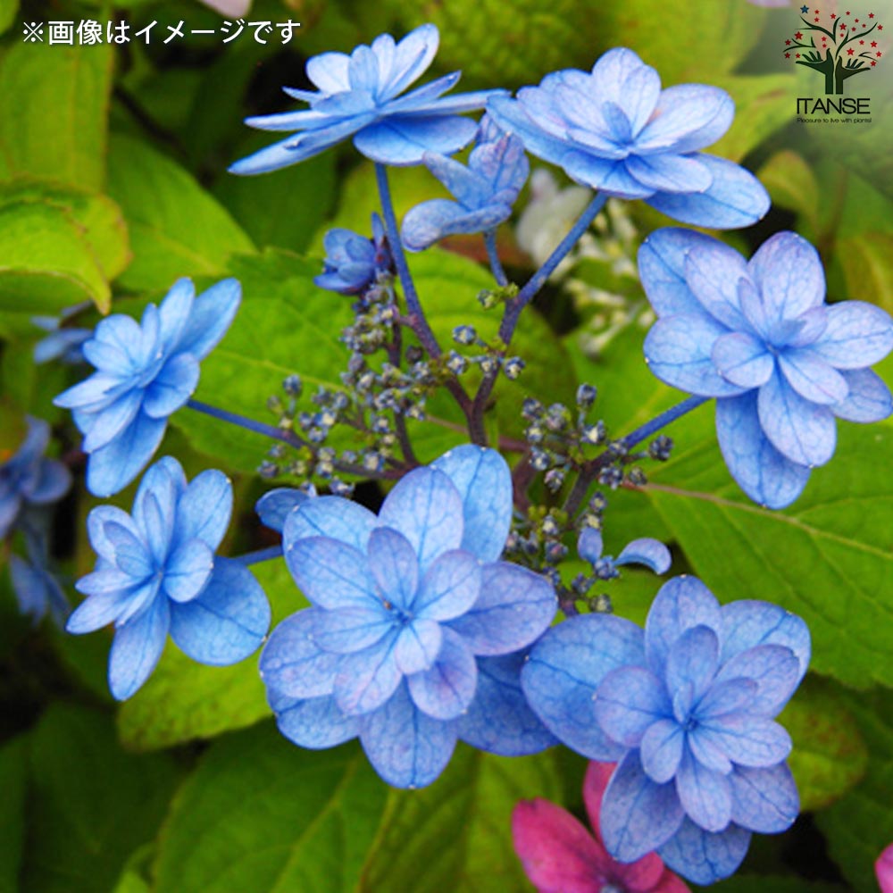 山アジサイの苗 品種:美栄の華(ビエイノハナ)【花苗 3号ポット