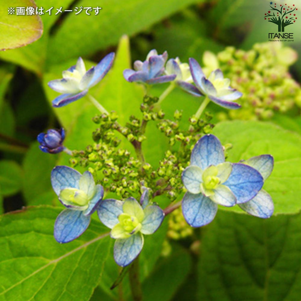 山アジサイの苗 品種:美栄の華(ビエイノハナ)【花苗 3号ポット