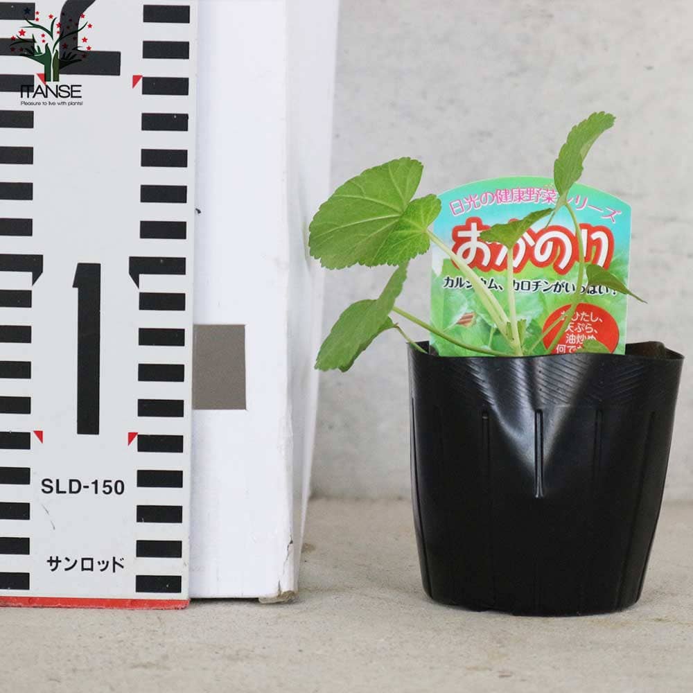 おかのり 【野菜の苗9cmポット売り】
