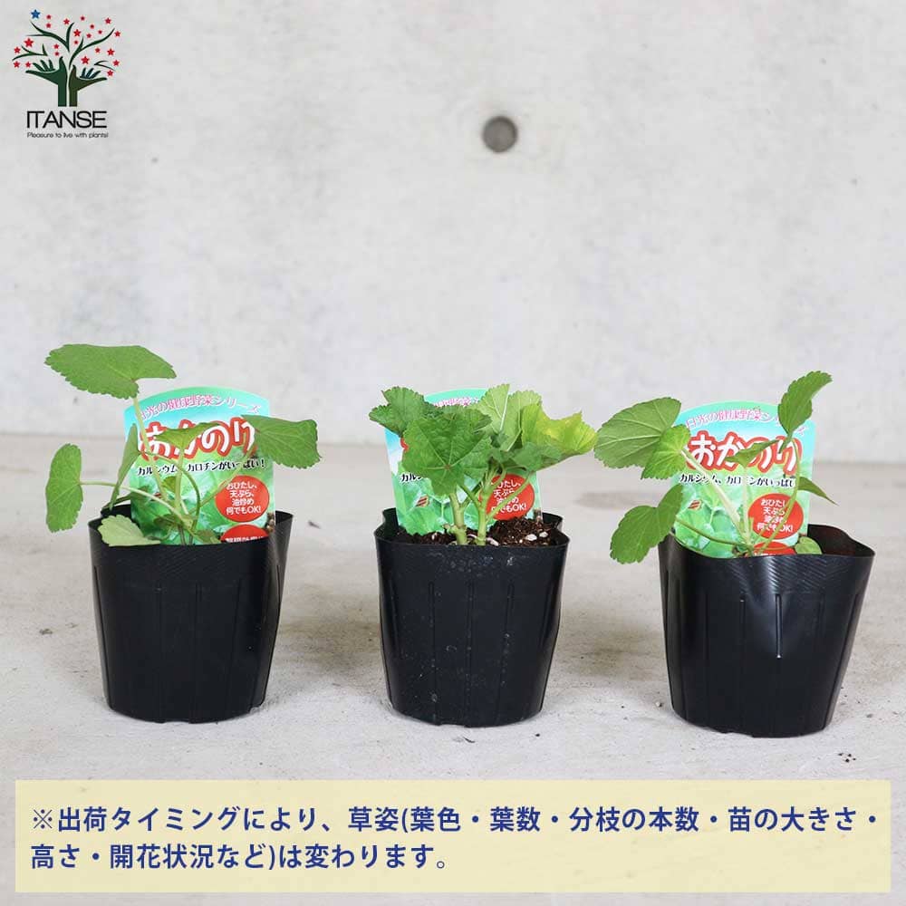 おかのり 【野菜の苗9cmポット売り】