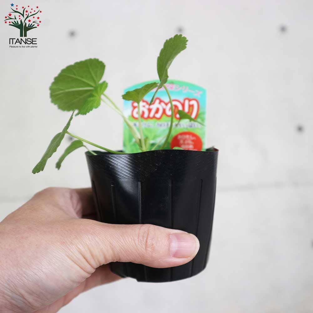 おかのり 【野菜の苗9cmポット売り】