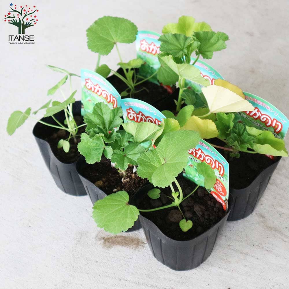 おかのり 【野菜の苗9cmポット売り】