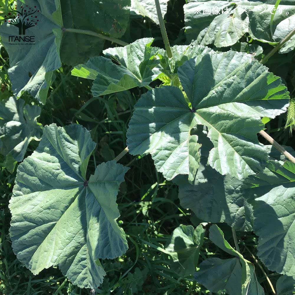 おかのり 【野菜の苗9cmポット売り】