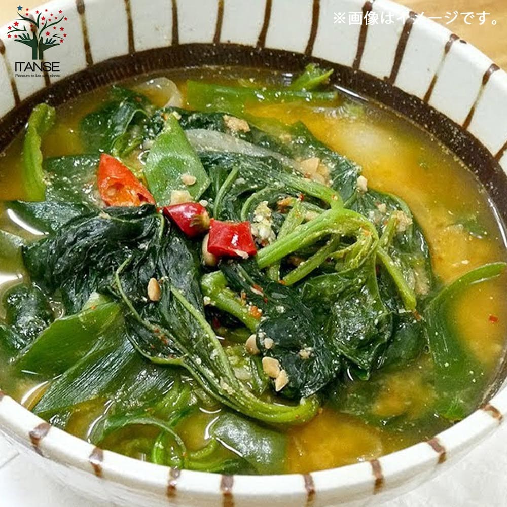 おかのり 【野菜の苗9cmポット売り】