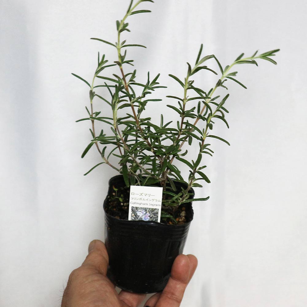 ローズマリーコリンガムイングラム 【ハーブ苗9cmポット】