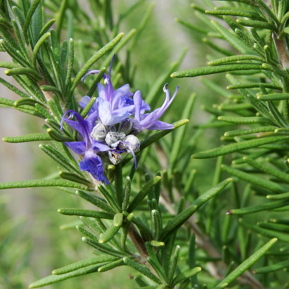 ローズマリーコリンガムイングラム 【ハーブ苗9cmポット】