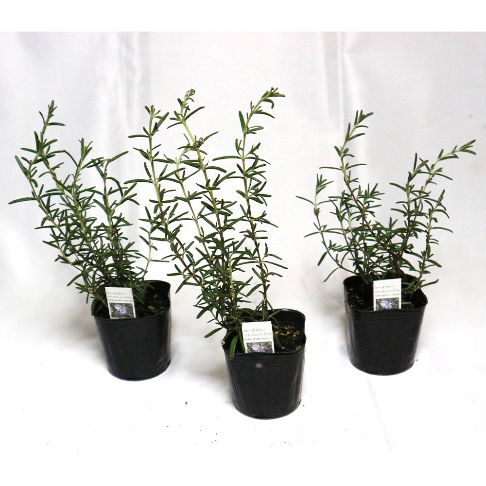 ローズマリーコリンガムイングラム 【ハーブ苗9cmポット】