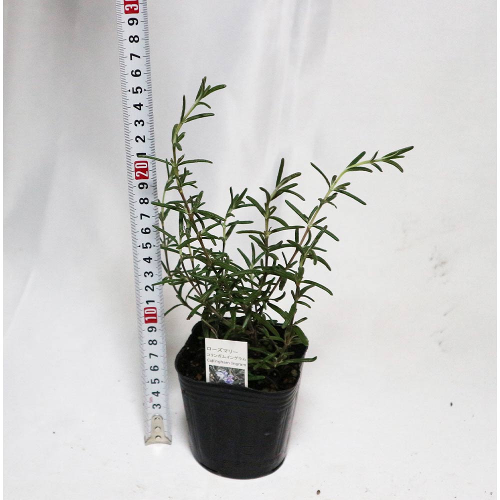 ローズマリーコリンガムイングラム 【ハーブ苗9cmポット】