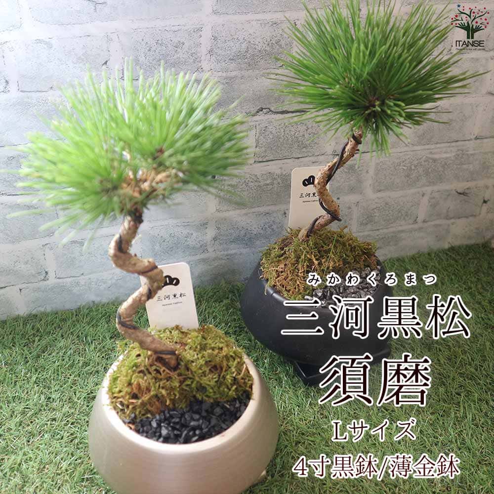盆栽 三河黒松 須磨 Lサイズ【盆栽 4寸】