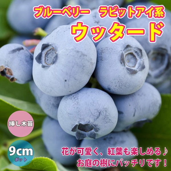 ブルーベリー苗木 「ウッタード」ラビットアイ系【果樹の苗木 9cmポット】