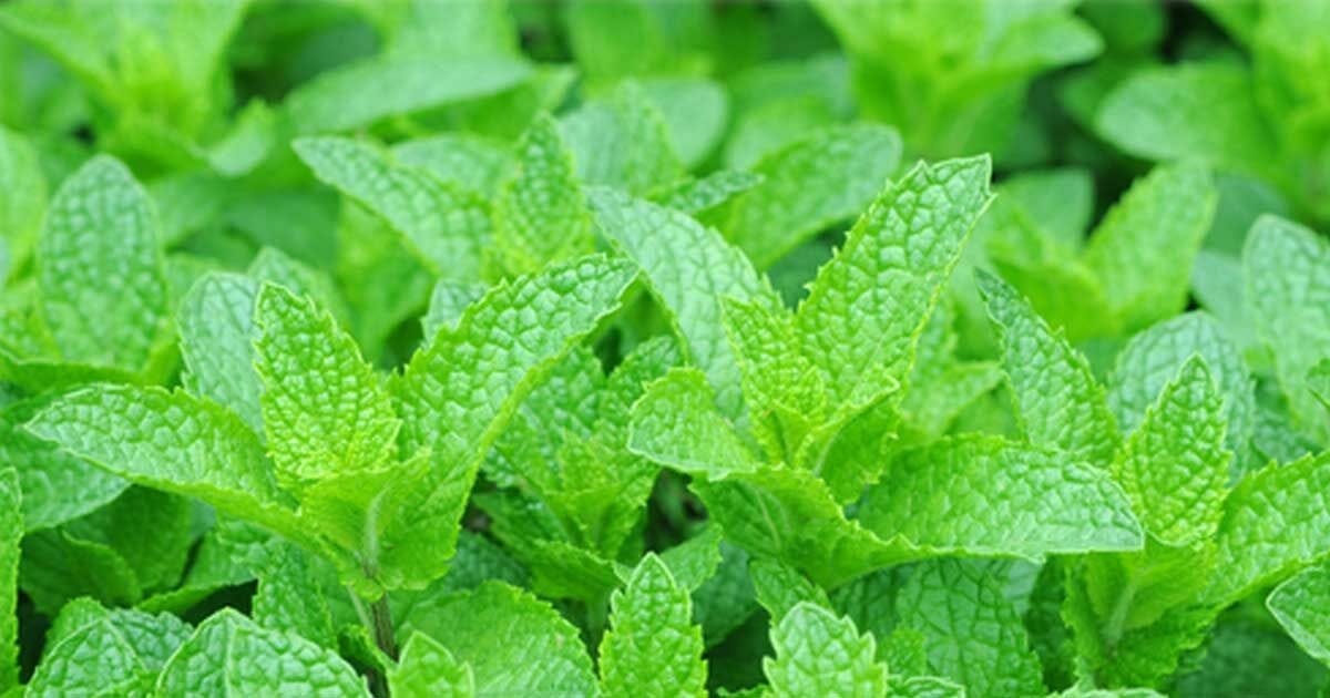 Itanse良品セレクト通販 Itanse良品セレクト通販