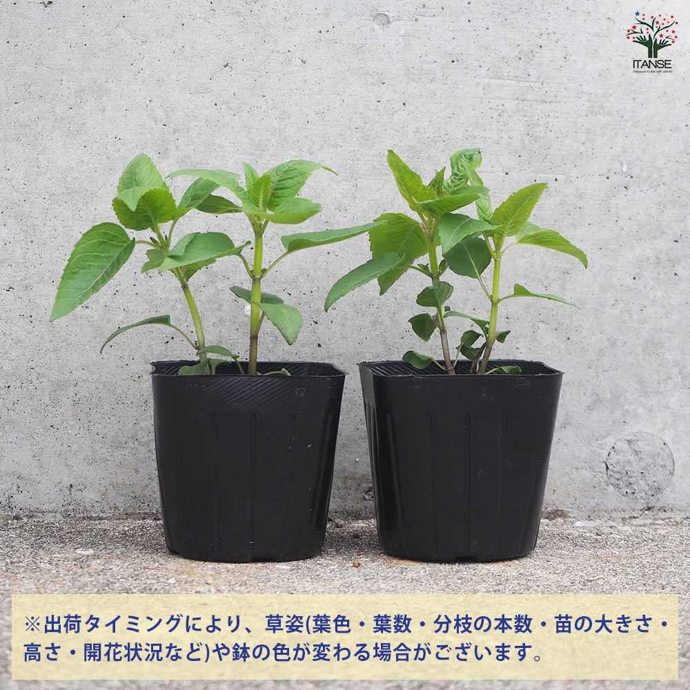 ベルガモット レッド 2個～【ハーブの苗 3号ポット】｜ 【植物の