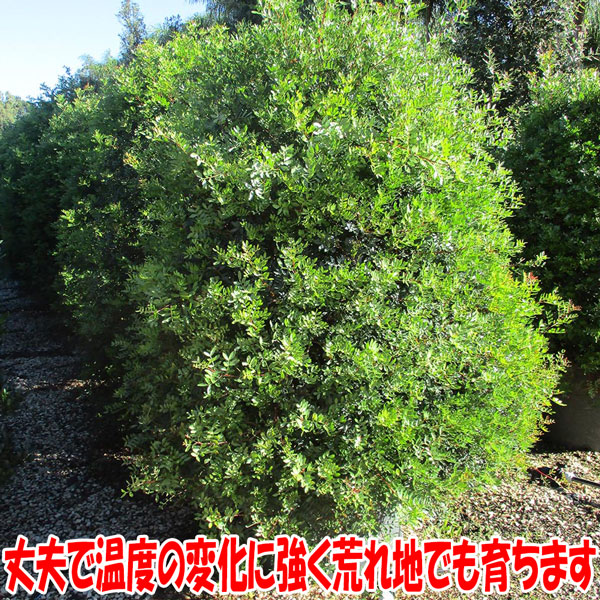 ピスタチオ15cm硬質ポット苗木(観賞用品種) 1本売り」 希少価値のある