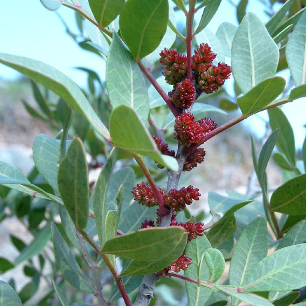 ピスタチオ15cm硬質ポット苗木(観賞用品種) 1本売り」 希少価値のある