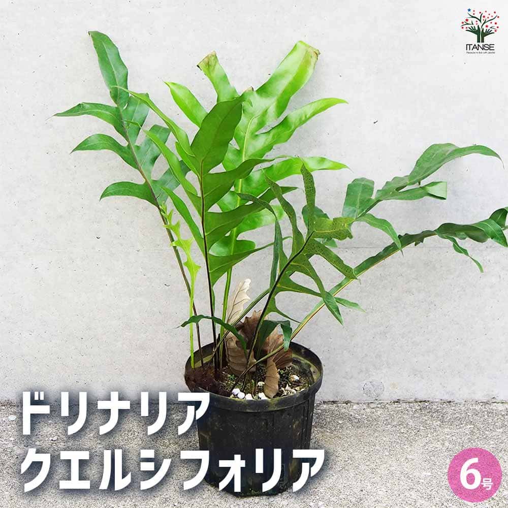 ドリナリア クエルシフォリア 【観葉植物 6号鉢／1個売り