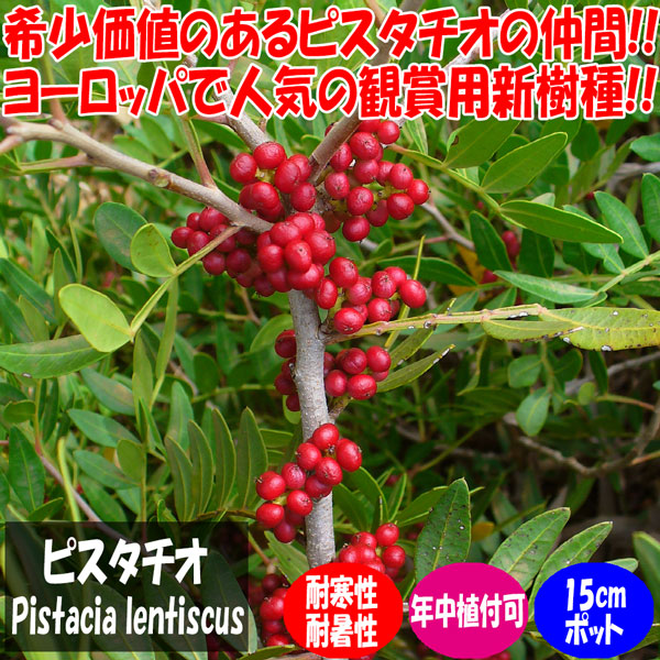 ピスタチオ15cm硬質ポット苗木(観賞用品種) 1本売り」 希少価値のある