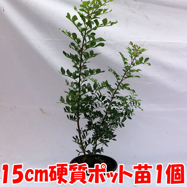 「ピスタチオ15cm硬質ポット苗木(観賞用品種) 1本売り」 希少価値のあるピスタチオの仲間です。食用のよく知られているピスタチオとは異なる植物。