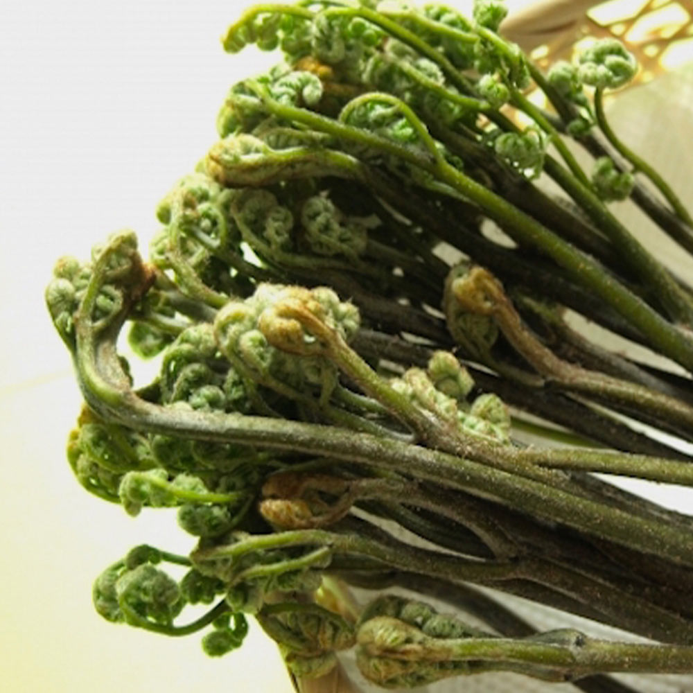 山うどの苗 ポット植え10.5cm深ポット1個売り そのまま分割せずに植えるだけで簡単収穫できる大株(うど作り名人の農家さんが作ったうどの株です。大きな根株をパック詰めした状態でお届けします)【山菜根株 大株】