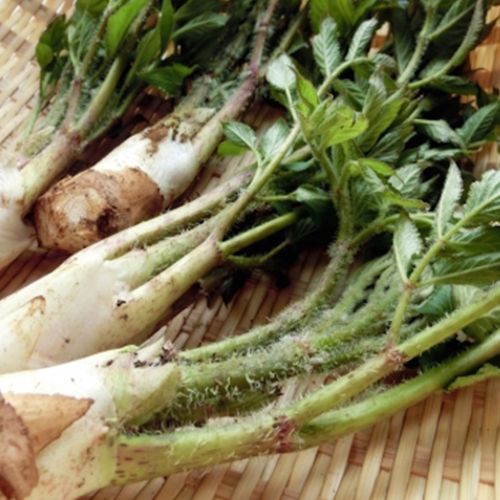 山うどの苗 ポット植え10.5cm深ポット1個売り そのまま分割せずに植えるだけで簡単収穫できる大株(うど作り名人の農家さんが作ったうどの株です。大きな根株をパック詰めした状態でお届けします)【山菜根株 大株】