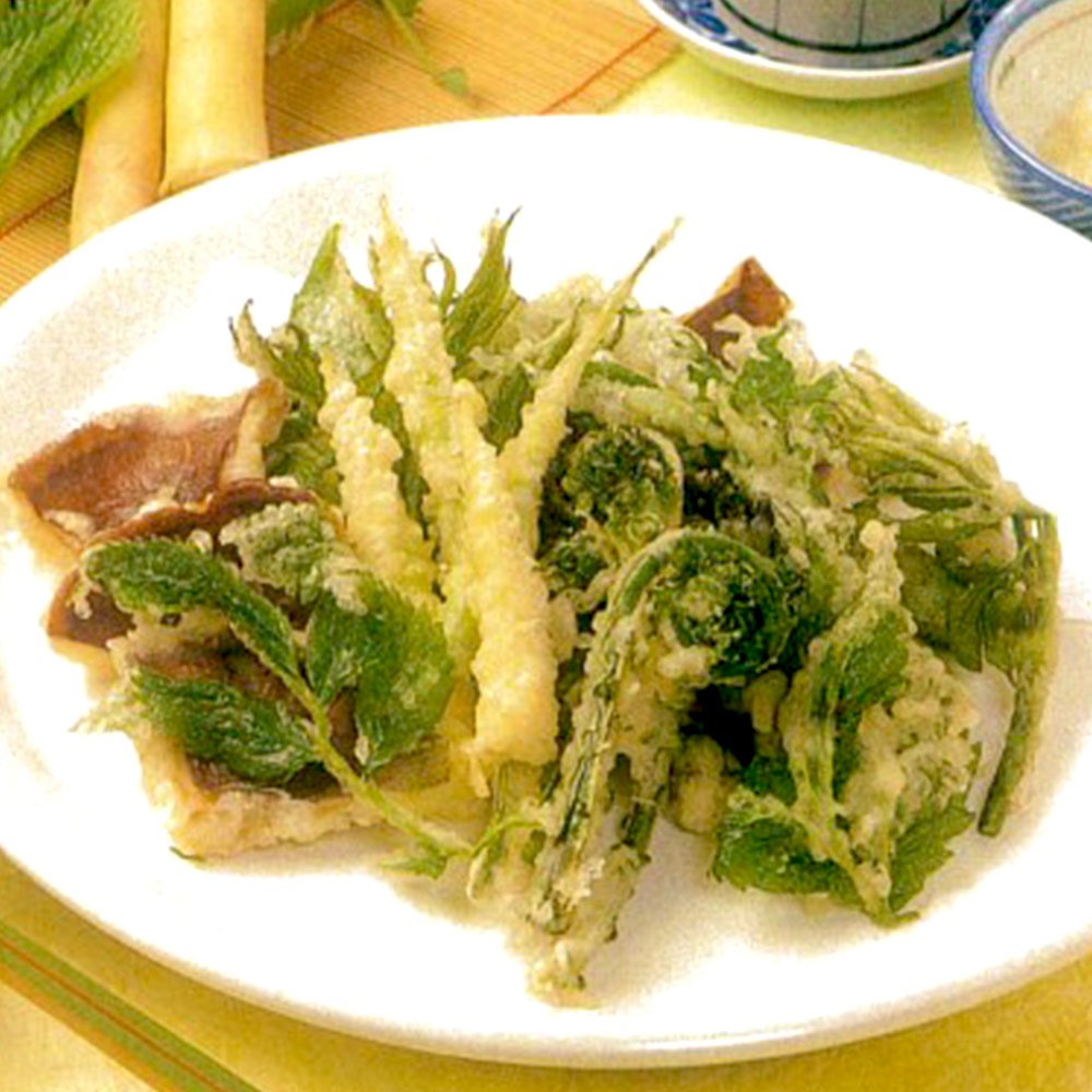 山うどの苗 ポット植え10.5cm深ポット1個売り そのまま分割せずに植えるだけで簡単収穫できる大株(うど作り名人の農家さんが作ったうどの株です。大きな根株をパック詰めした状態でお届けします)【山菜根株 大株】