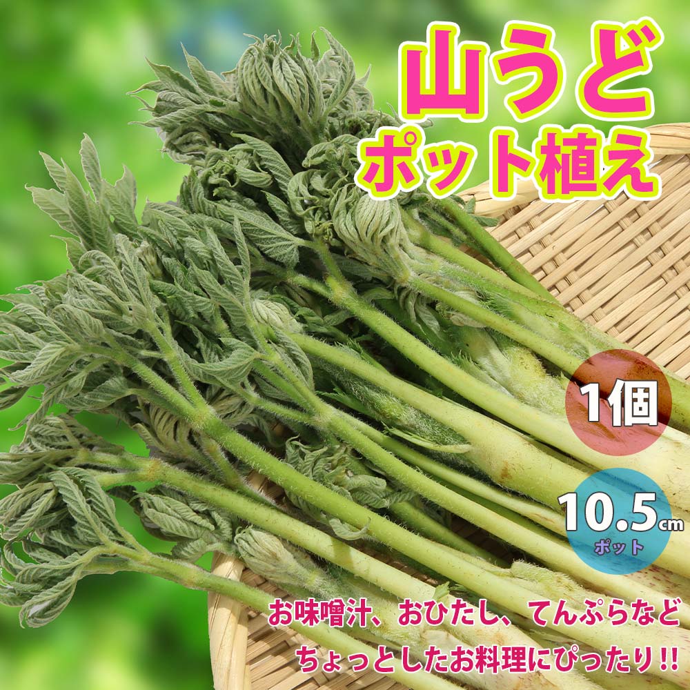 山うどの苗 ポット植え10.5cm深ポット1個売り そのまま分割せずに植えるだけで簡単収穫できる大株(うど作り名人の農家さんが作ったうどの株です。大きな根株をパック詰めした状態でお届けします)【山菜根株 大株】