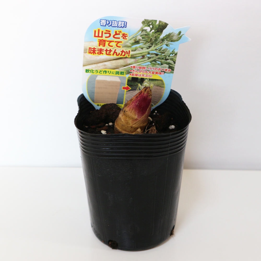 山うどの苗 ポット植え10.5cm深ポット1個売り そのまま分割せずに植えるだけで簡単収穫できる大株(うど作り名人の農家さんが作ったうどの株です。大きな根株をパック詰めした状態でお届けします)【山菜根株 大株】