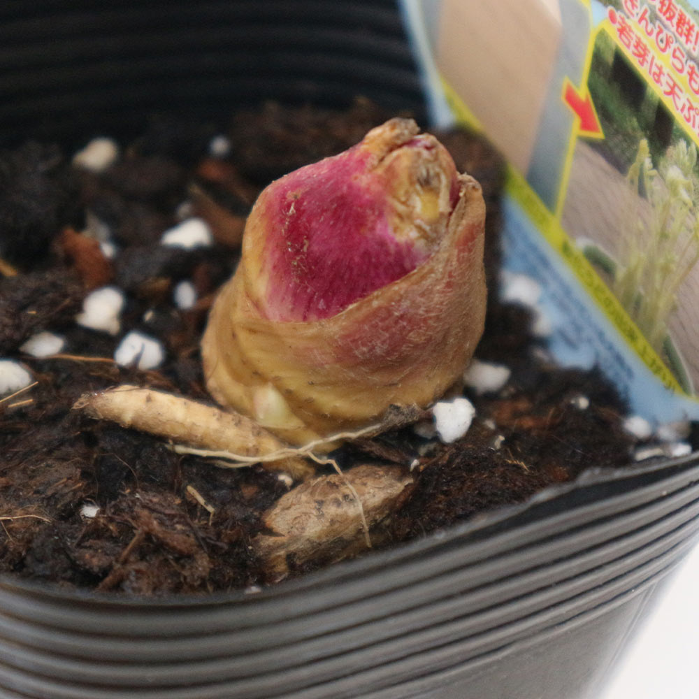 山うどの苗 ポット植え10.5cm深ポット1個売り そのまま分割せずに植えるだけで簡単収穫できる大株(うど作り名人の農家さんが作ったうどの株です。大きな根株をパック詰めした状態でお届けします)【山菜根株 大株】