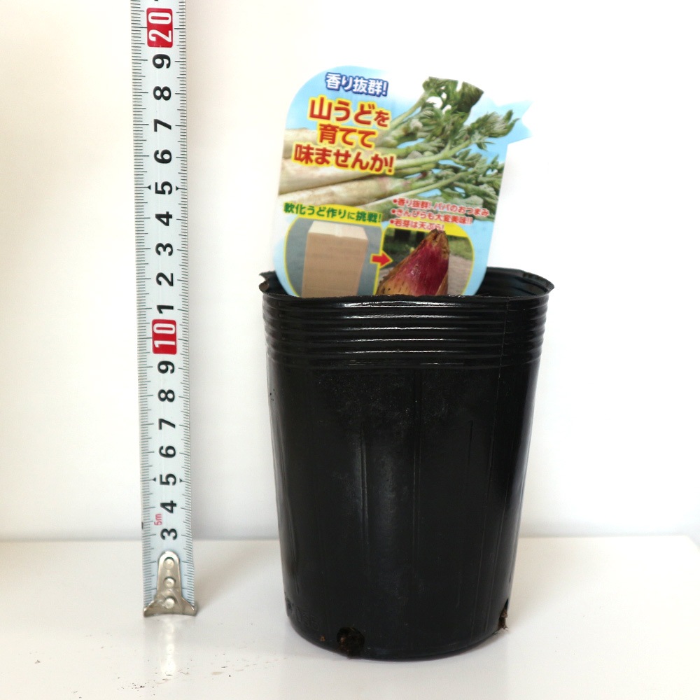 山うどの苗 ポット植え10.5cm深ポット1個売り そのまま分割せずに植えるだけで簡単収穫できる大株(うど作り名人の農家さんが作ったうどの株です。大きな根株をパック詰めした状態でお届けします)【山菜根株 大株】