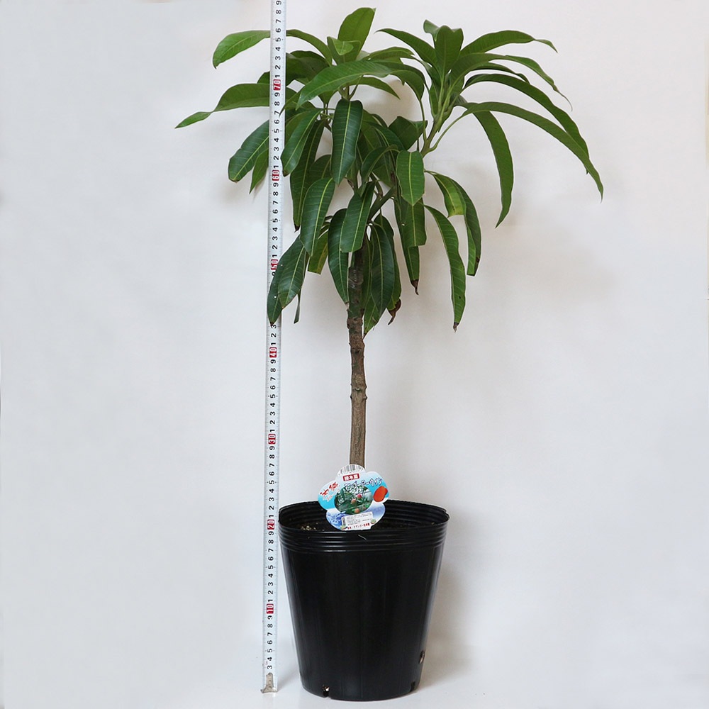 ”マンゴー アーウィンの苗木”18cmポット接木苗” 樹高約30cm 1本売り(ポット苗なので年中植付け可能!)【果樹 2年生 接木苗(台木ドマンゴー在来種)】