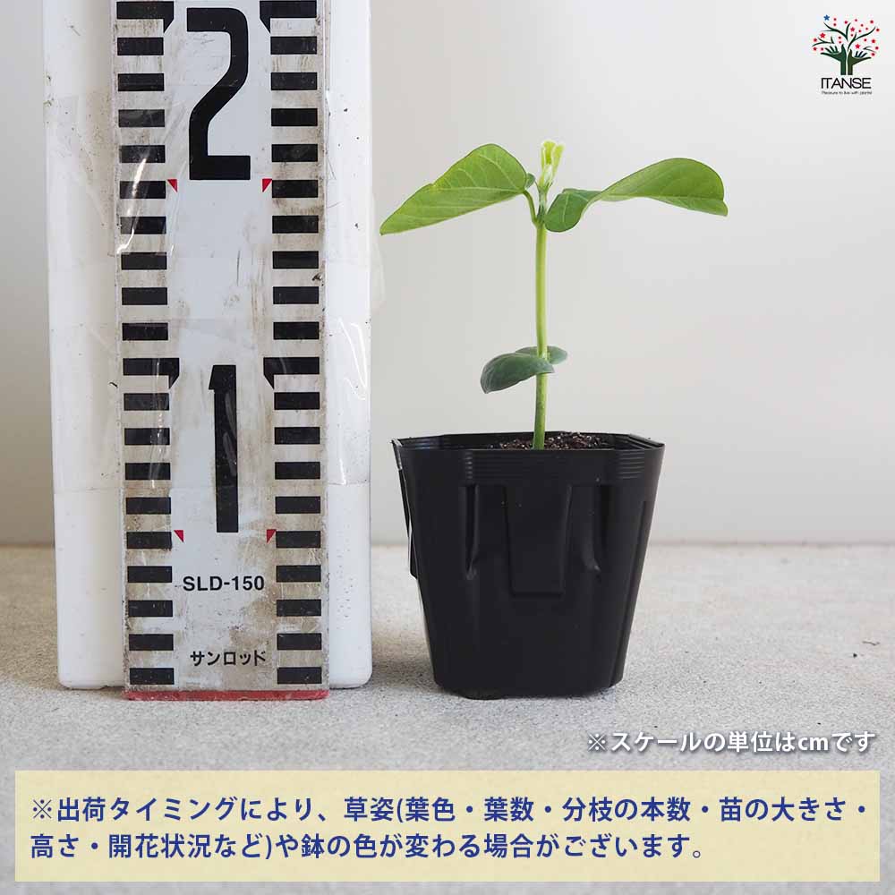 枝豆の苗 神風香 3個～【野菜の苗 9cmポット】