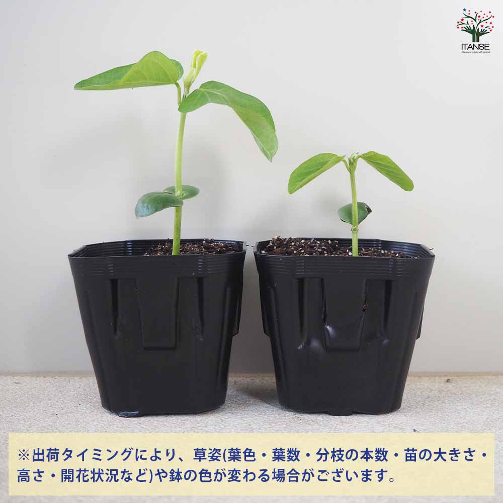 枝豆の苗 神風香 3個～【野菜の苗 9cmポット】