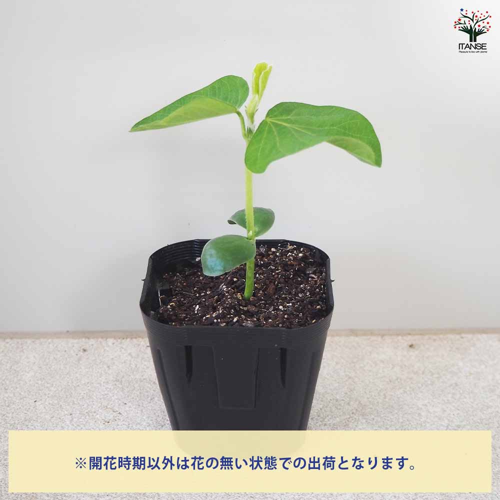 枝豆の苗 神風香 3個～【野菜の苗 9cmポット】