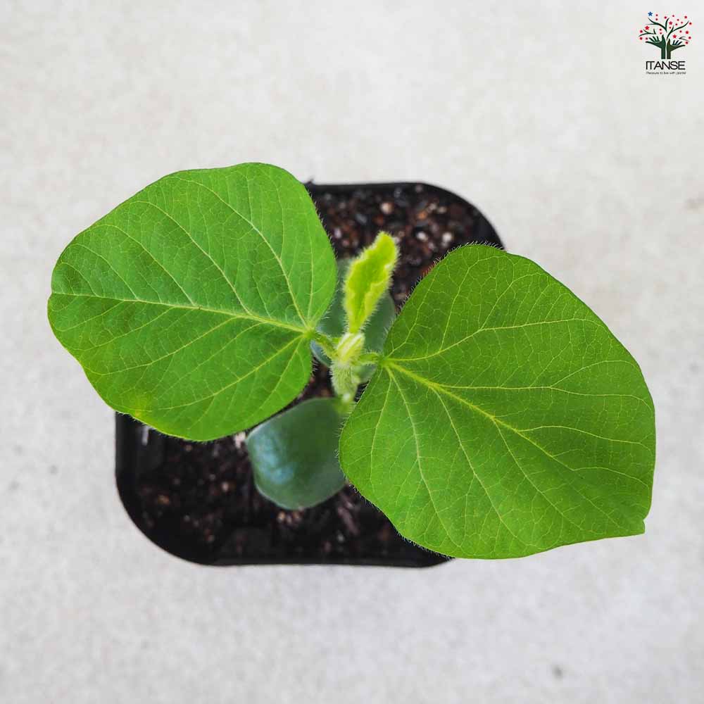 枝豆の苗 神風香 3個～【野菜の苗 9cmポット】