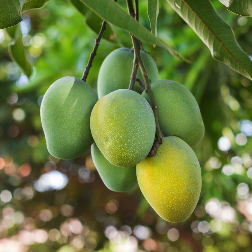 マンゴー アーウィンの苗木”18cmポット接木苗” 樹高約30cm 1本売り