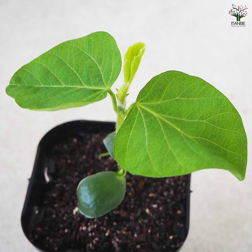 枝豆の苗 神風香 3個～【野菜の苗 9cmポット】