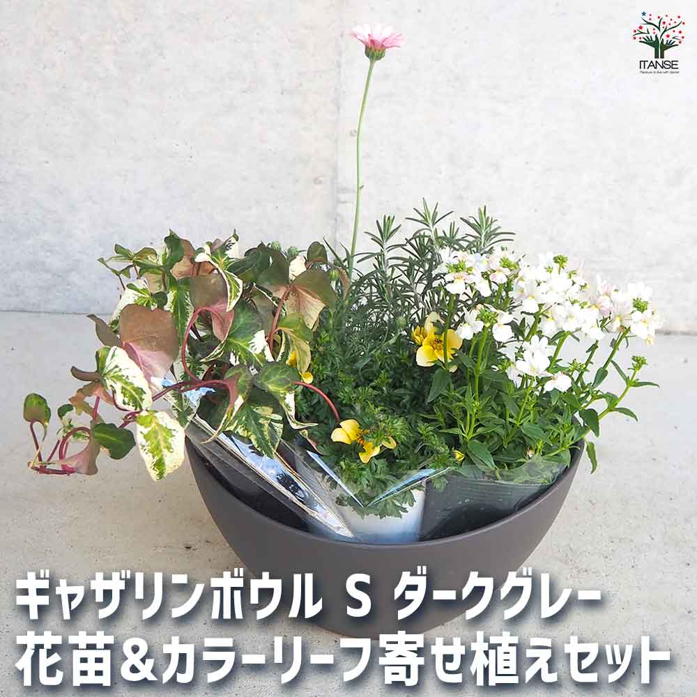 ギャザリン ボウル ダークグレー 【資材 Sサイズ 季節の花苗＆カラーリーフ寄せ植え風 投げ込みBセット】