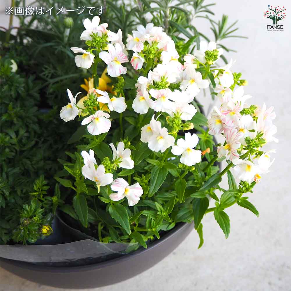 ギャザリン ボウル ダークグレー 【資材 Sサイズ 季節の花苗＆カラーリーフ寄せ植え風 投げ込みBセット】