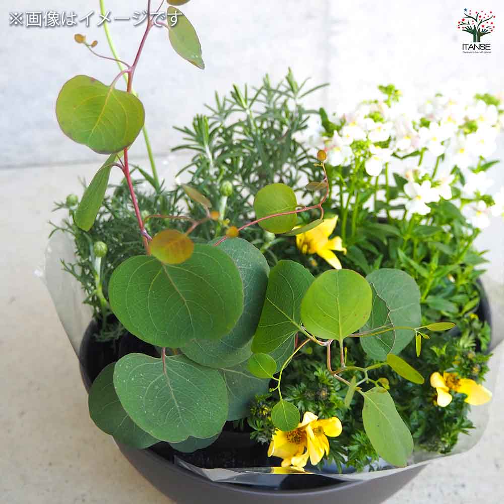 ギャザリン ボウル ダークグレー 【資材 Sサイズ 季節の花苗＆カラーリーフ寄せ植え風 投げ込みBセット】