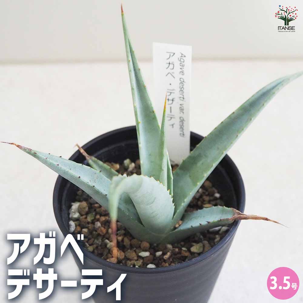 現品】アガベ・デザーティ アガベ・デザティ 10号 2あ番 アガベ