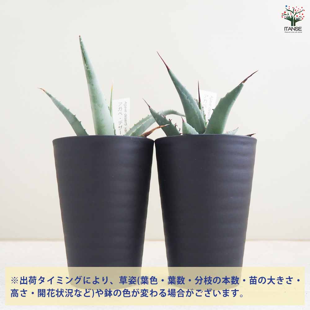 アガベ 50株程度 デザーティ　苗 000000011108_5YfY6Ac.jpg
