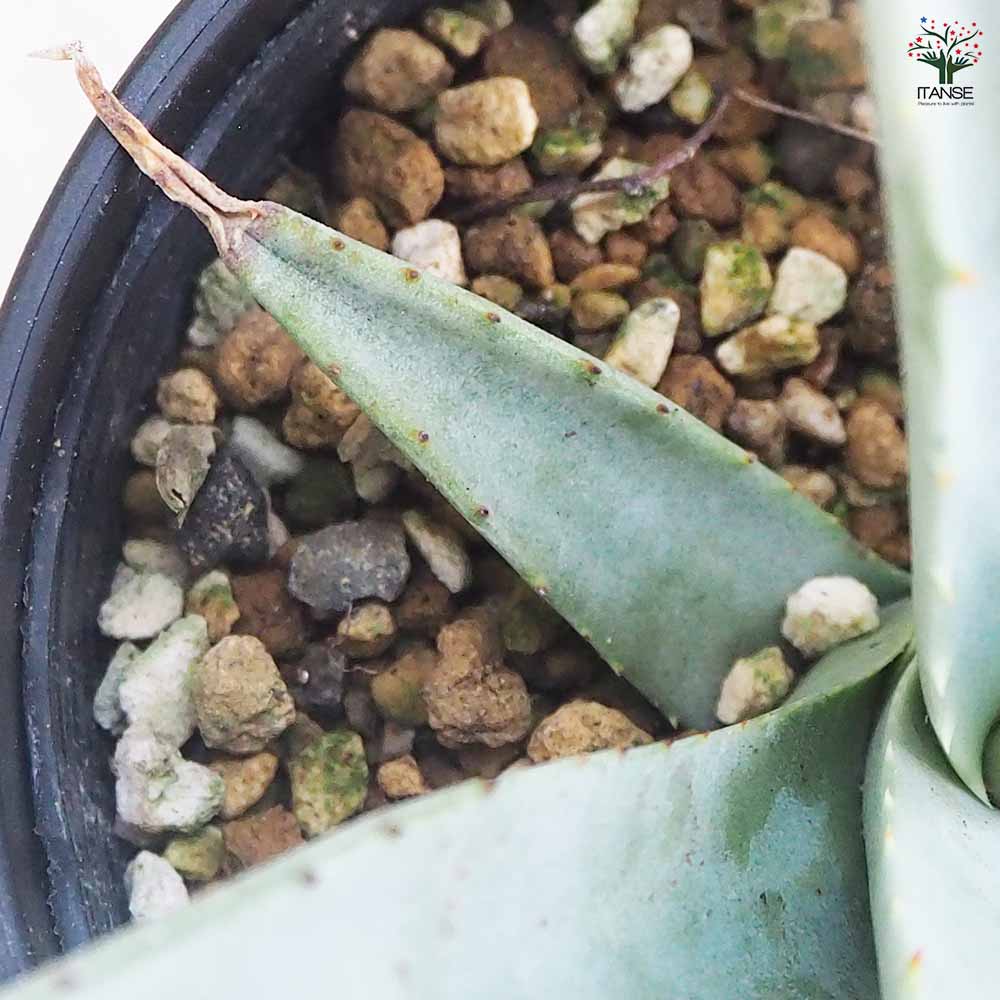 現品】アガベ・デザーティ アガベ・デザティ 10号 2あ番 種子】Agave