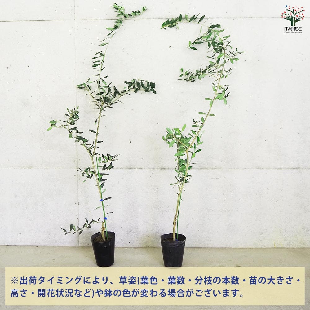 大実オリーブ ハーディーズマンモス 【果樹の苗木 5号／1個売り