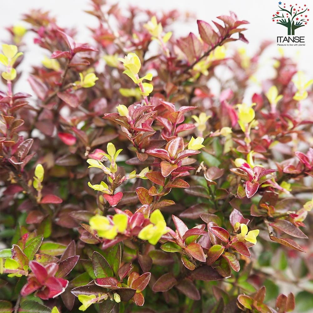 スカーラ sukala エンボスリーフ LAVA ローズコッパー SUKALA】エンボスリーフレギンス ローズコッパー Sの通販 by